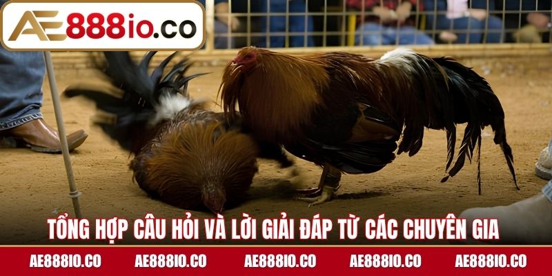 Tổng hợp câu hỏi và lời giải đáp từ các chuyên gia 