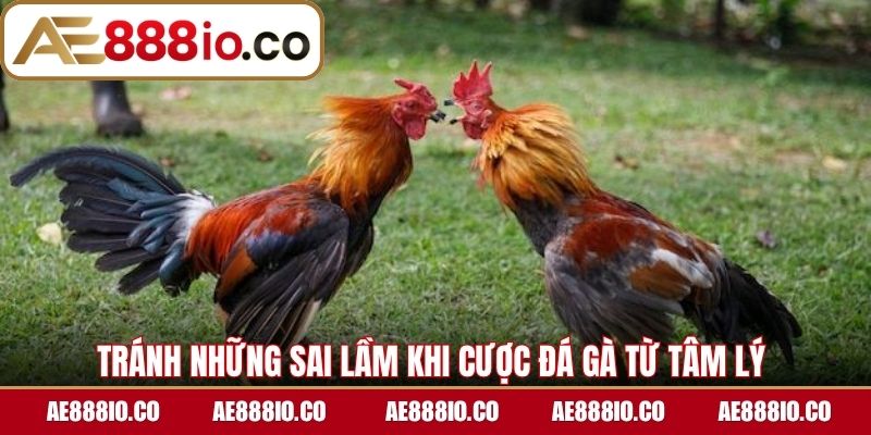 Tránh những sai lầm khi cược đá gà từ tâm lý 
